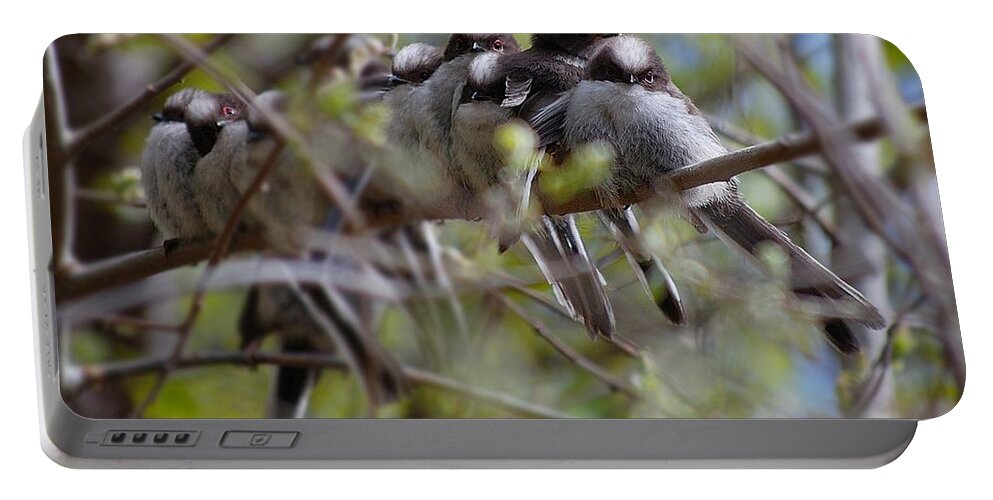 Long Tailed Tits Portable Battery Charger featuring the photograph The huddle by Gavin Macrae