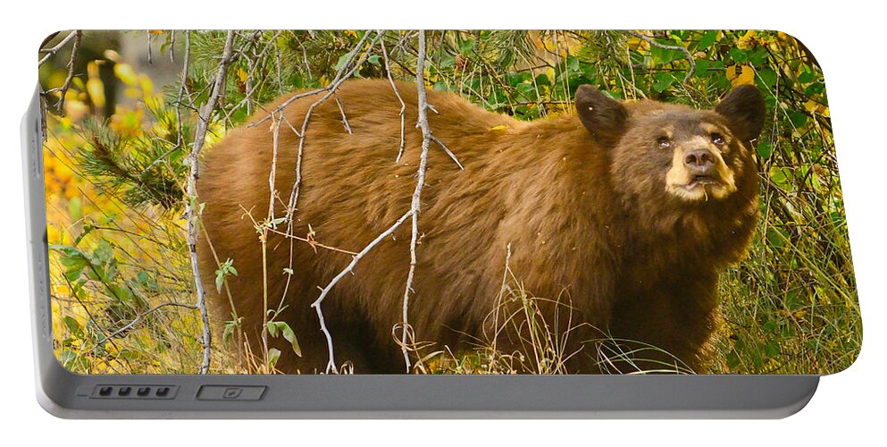 Grand Teton National Park Portable Battery Charger featuring the photograph Things Are Looking Up by Greg Norrell