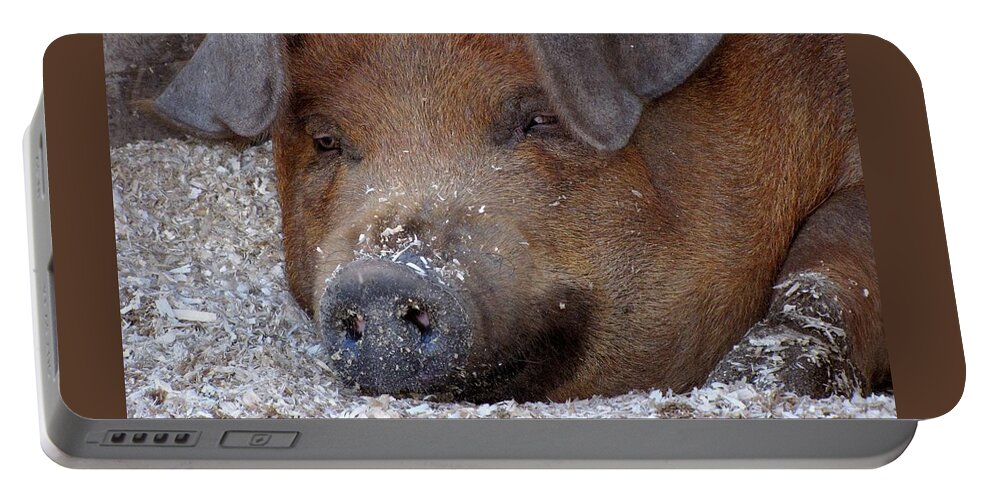 Pigs Portable Battery Charger featuring the photograph This Little Piggy Took a Nap by Lori Lafargue