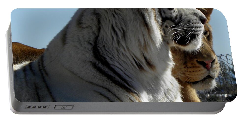 Tiger Portable Battery Charger featuring the photograph Tiger and Lion friends by Kim Galluzzo
