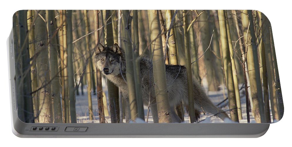 Mp Portable Battery Charger featuring the photograph Timber Wolf Canis Lupus Camouflaged by Konrad Wothe