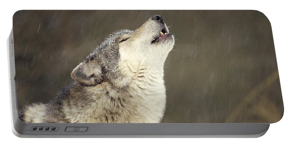 Mp Portable Battery Charger featuring the photograph Timber Wolf Canis Lupus Howling by Gerry Ellis