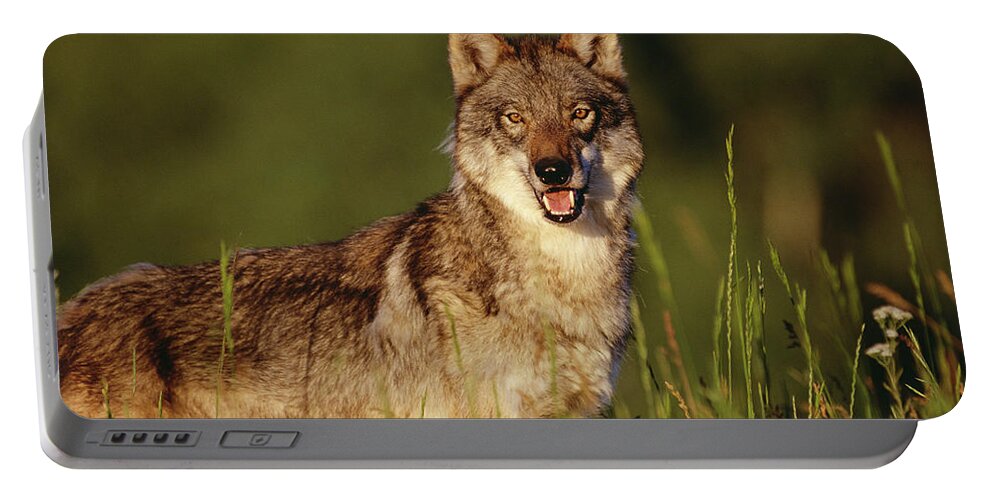 00173216 Portable Battery Charger featuring the photograph Timber Wolf Portrait North America by Tim Fitzharris