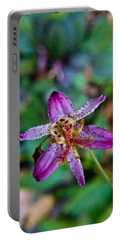 Common Portable Battery Charger featuring the photograph Toad Lilly 1 by Douglas Barnett