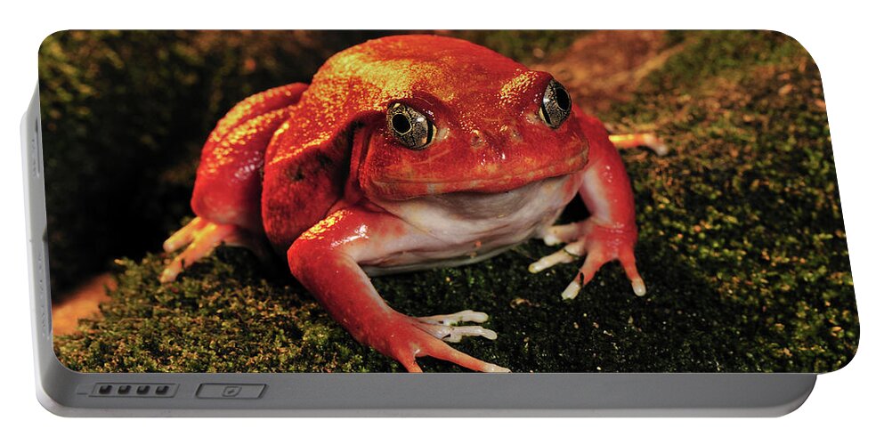 Mp Portable Battery Charger featuring the photograph Tomato Frog Dyscophus Antongilii by Thomas Marent