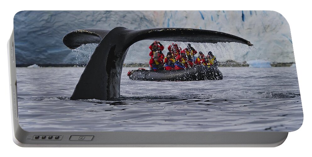 Humpback Whale (megaptera Novaeangliae) Portable Battery Charger featuring the photograph Total Fluke by Tony Beck