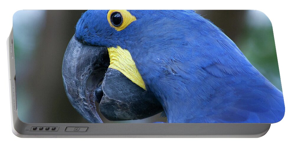 Hyacinth Portable Battery Charger featuring the photograph Totally Blue by Douglas Barnard