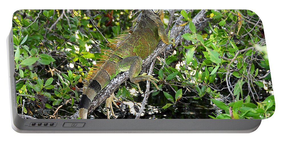 Wildlife Photography Portable Battery Charger featuring the photograph Tropical Iguana by David Lee Thompson