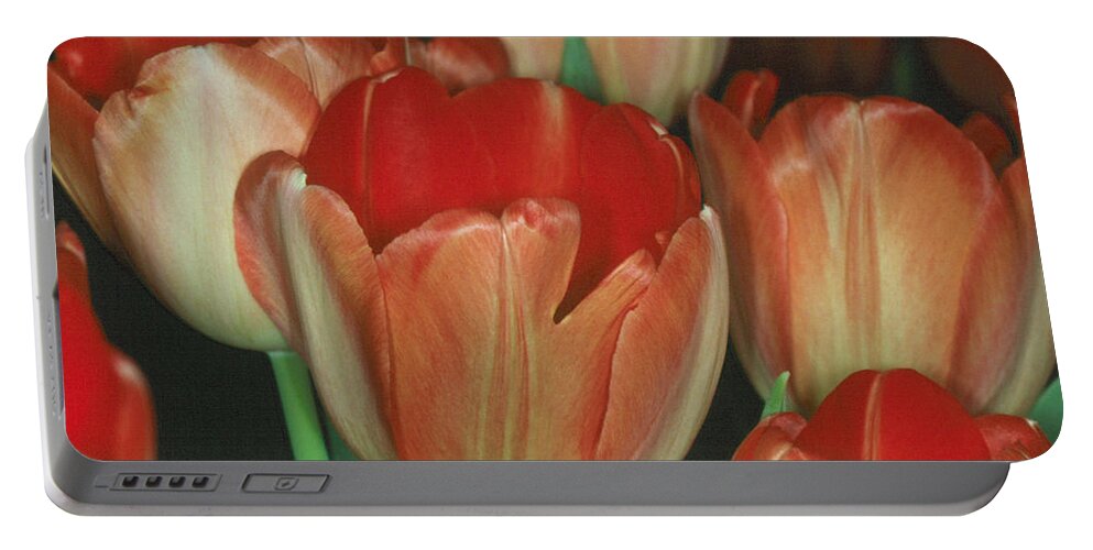 Flower Portable Battery Charger featuring the photograph Tulip 1 by Andy Shomock