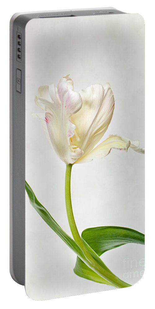 Tulip Portable Battery Charger featuring the photograph Tulip by Nailia Schwarz