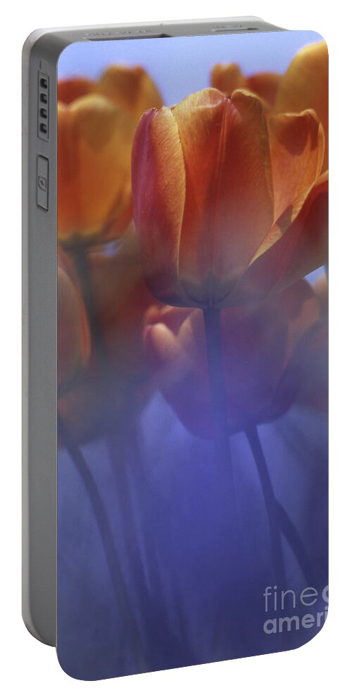 Tulip Portable Battery Charger featuring the photograph Tulips in Neighbors Garden by Heiko Koehrer-Wagner