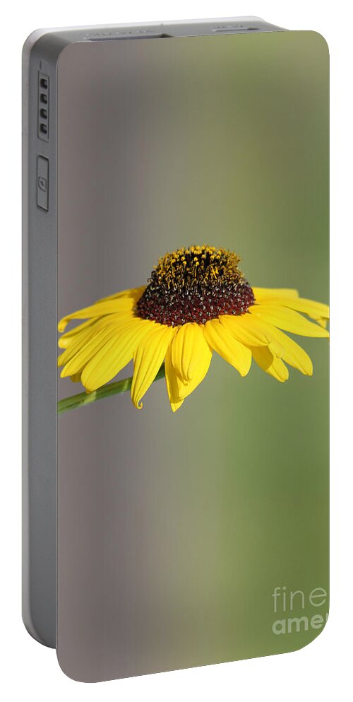 Asteraceae Portable Battery Charger featuring the photograph Two-Tone Susan by Alycia Christine