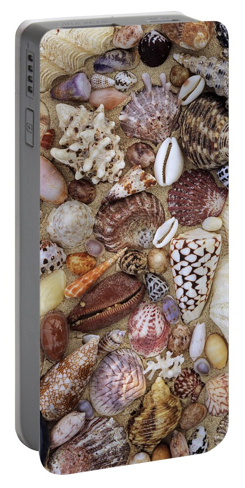 00277779 Portable Battery Charger featuring the photograph Various Conch, Cowry, Clam And Other by Rinie Van Meurs
