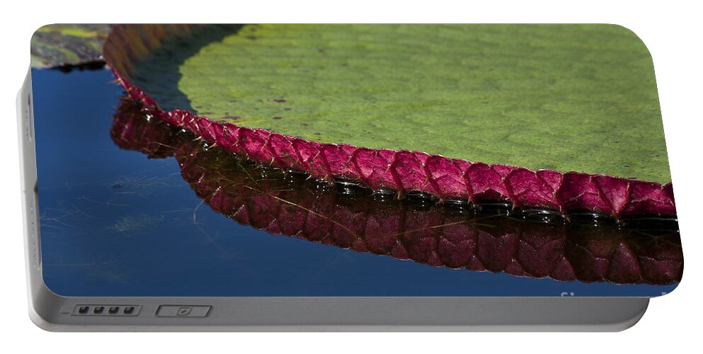 Victoria Portable Battery Charger featuring the photograph Victoria Amazonica Leaf by Heiko Koehrer-Wagner