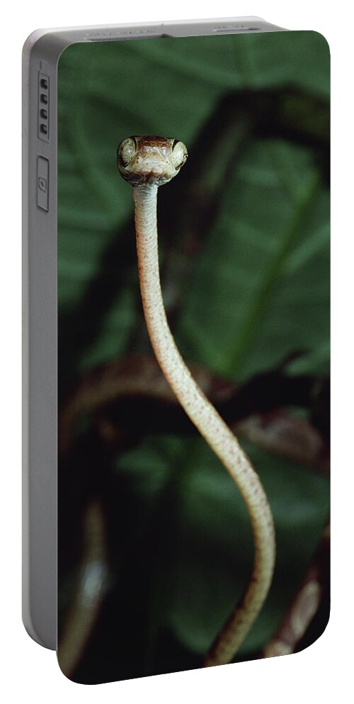Mp Portable Battery Charger featuring the photograph Vine Snake Portrait, La Selva, Costa by Mark Moffett