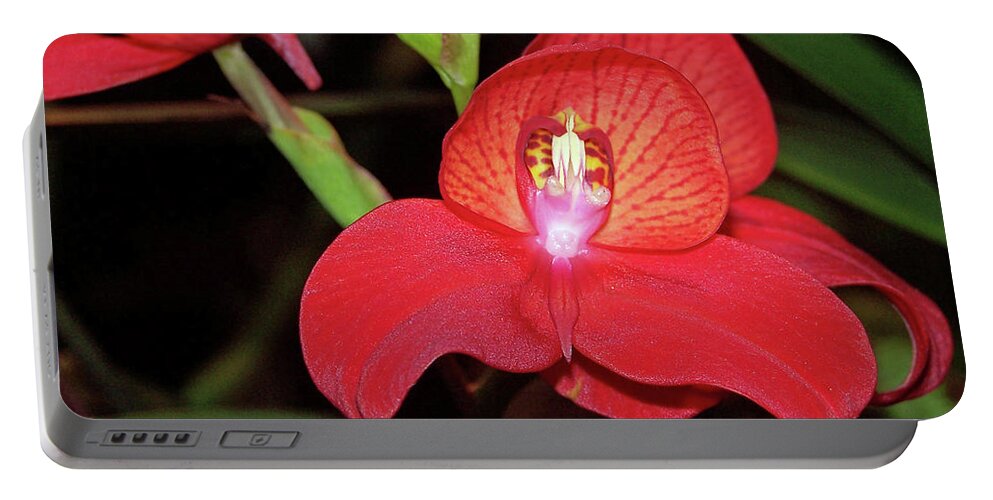 Orchid Portable Battery Charger featuring the photograph Vivid by S Paul Sahm