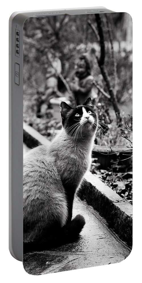 Cat Portable Battery Charger featuring the photograph Waiting by Laura Melis