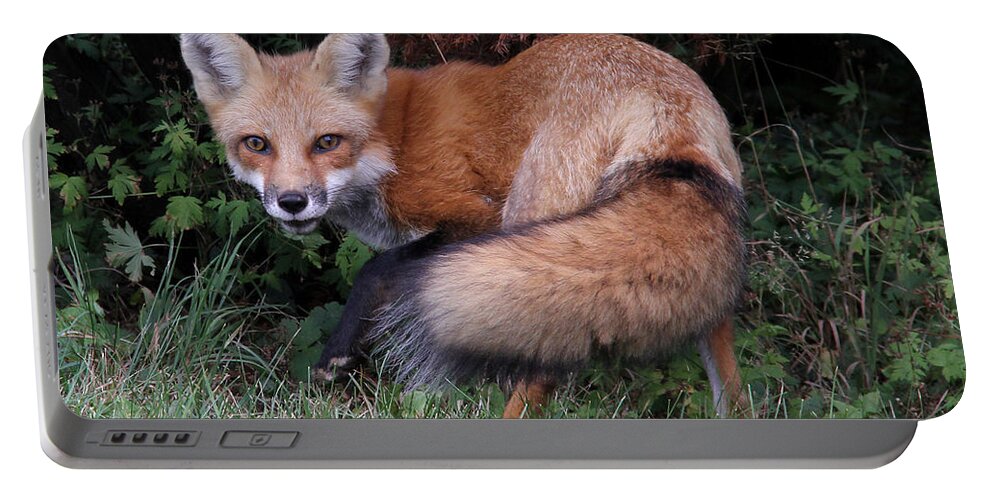 Red Fox Portable Battery Charger featuring the photograph Wary Fox by Doris Potter
