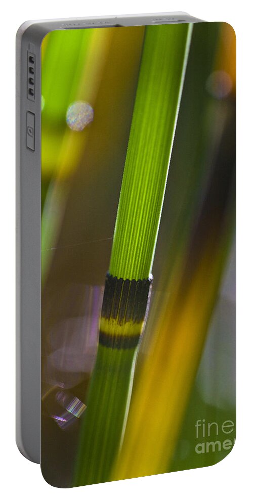 Nature Portable Battery Charger featuring the photograph Water Horsetail Detail by Heiko Koehrer-Wagner