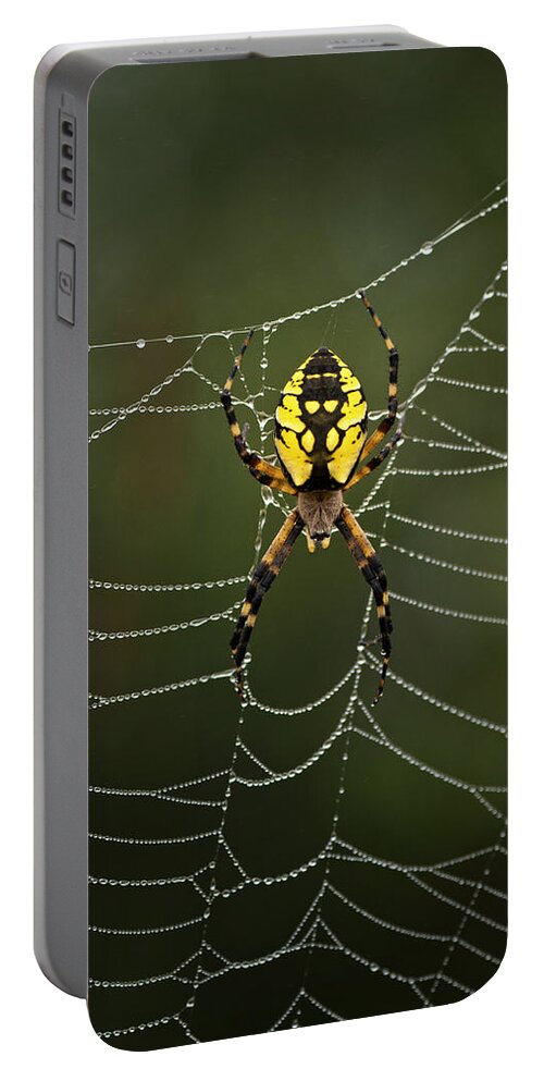 Spider Portable Battery Charger featuring the photograph Weave Master by Sue Capuano