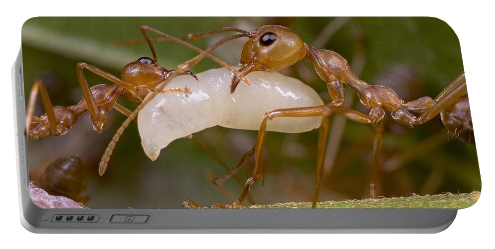 00298234 Portable Battery Charger featuring the photograph Weaver Ant Worker Pair With Larvae by Piotr Naskrecki