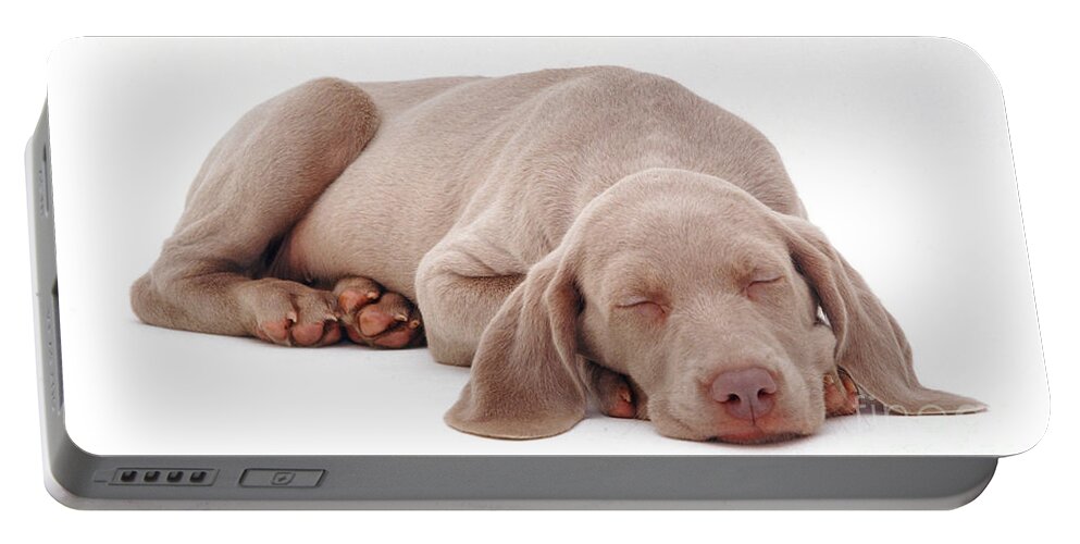 White Background Portable Battery Charger featuring the photograph Weimaraner Puppy by Jane Burton