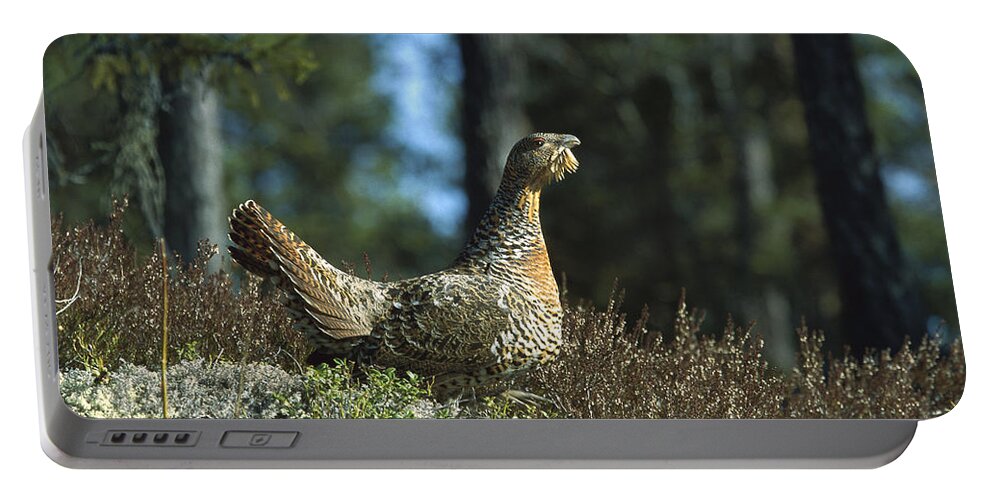 Mp Portable Battery Charger featuring the photograph Western Capercaillie Tetrao Urogallus by Konrad Wothe