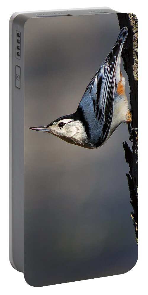 Bird Portable Battery Charger featuring the photograph White-Breasted Nuthatch by Bill and Linda Tiepelman