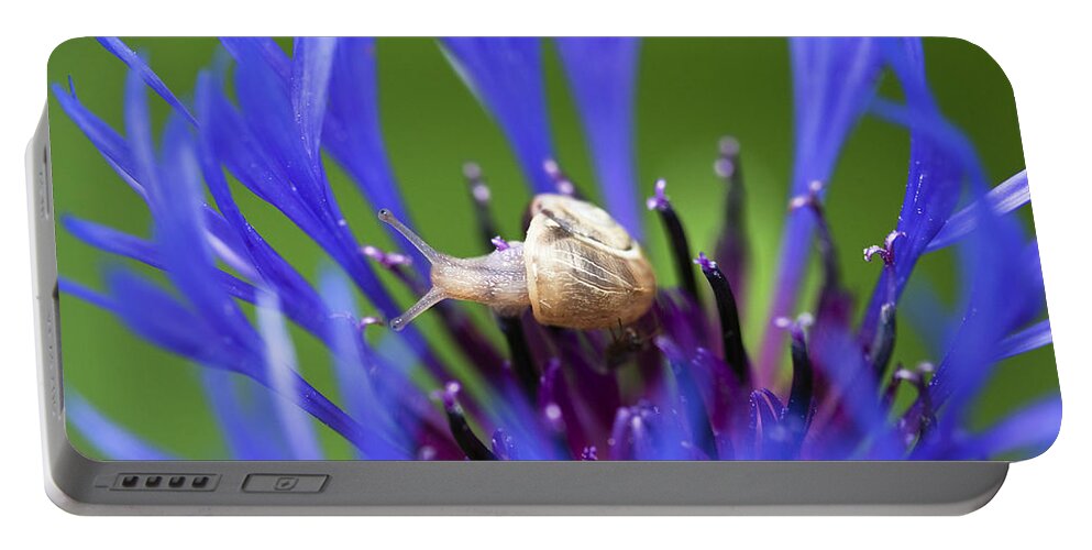 Mp Portable Battery Charger featuring the photograph White-lipped Grove Snail Cepaea by Konrad Wothe