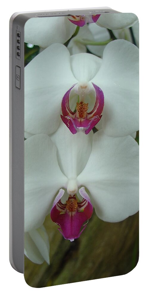 Orchid Portable Battery Charger featuring the photograph White Orchid by Charles and Melisa Morrison