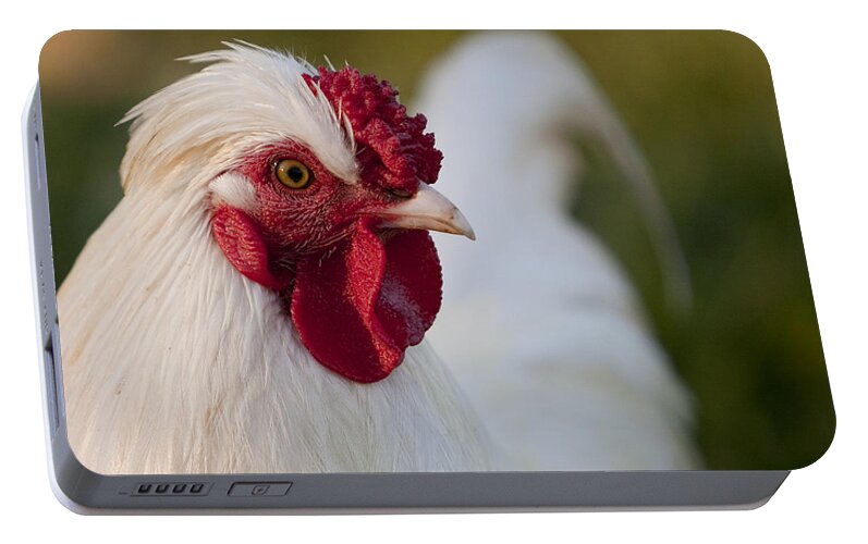 Bird Portable Battery Charger featuring the photograph White Rooster by Michelle Wrighton