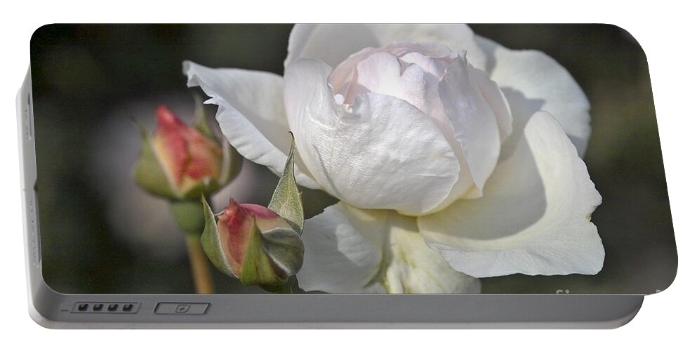 Rose Portable Battery Charger featuring the photograph White Rose by Heiko Koehrer-Wagner