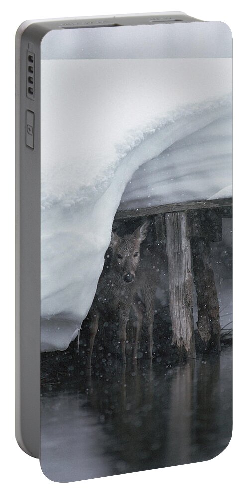 Mp Portable Battery Charger featuring the photograph White-tailed Deer Odocoileus by Michael Quinton