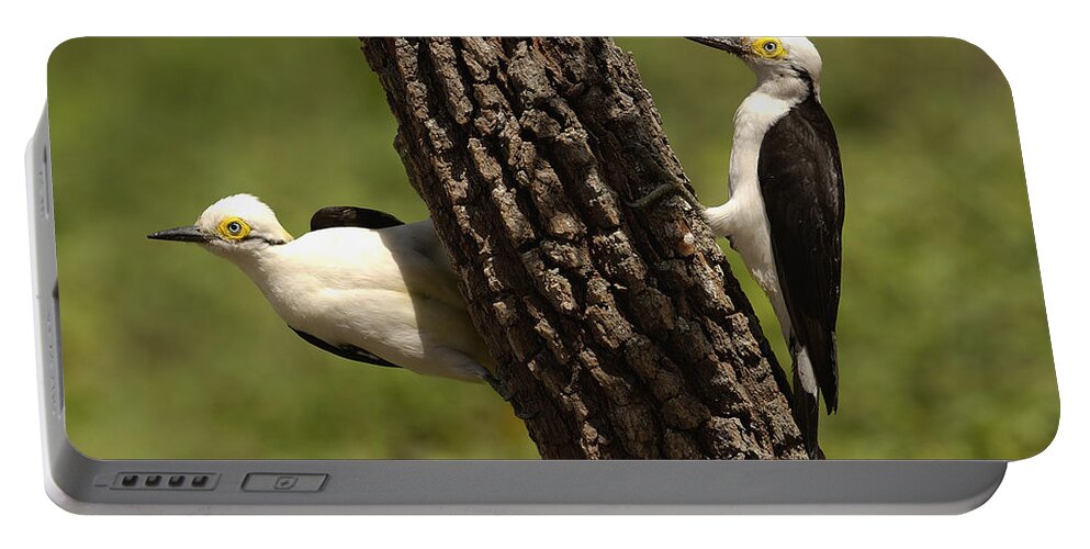 Mp Portable Battery Charger featuring the photograph White Woodpecker Melanerpes Candidus by Pete Oxford