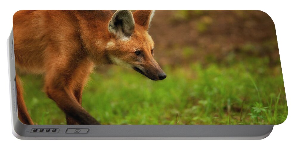 Maned Wolf Portable Battery Charger featuring the photograph Wolf Strut by Karol Livote