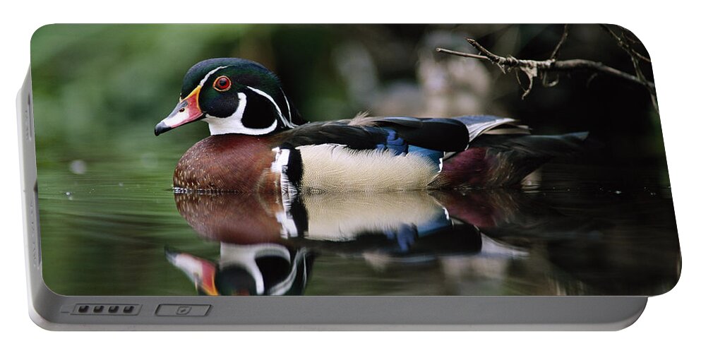 00171823 Portable Battery Charger featuring the photograph Wood Duck Male On Water British by Tim Fitzharris