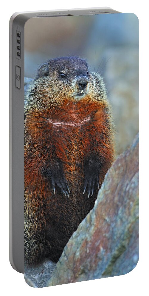Groundhog Portable Battery Charger featuring the photograph Woodchuck by Tony Beck