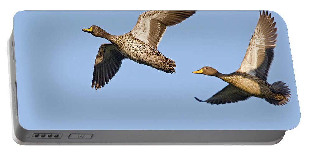 Fn Portable Battery Charger featuring the photograph Yellow-billed Duck Anas Undulata Pair by Vincent Grafhorst