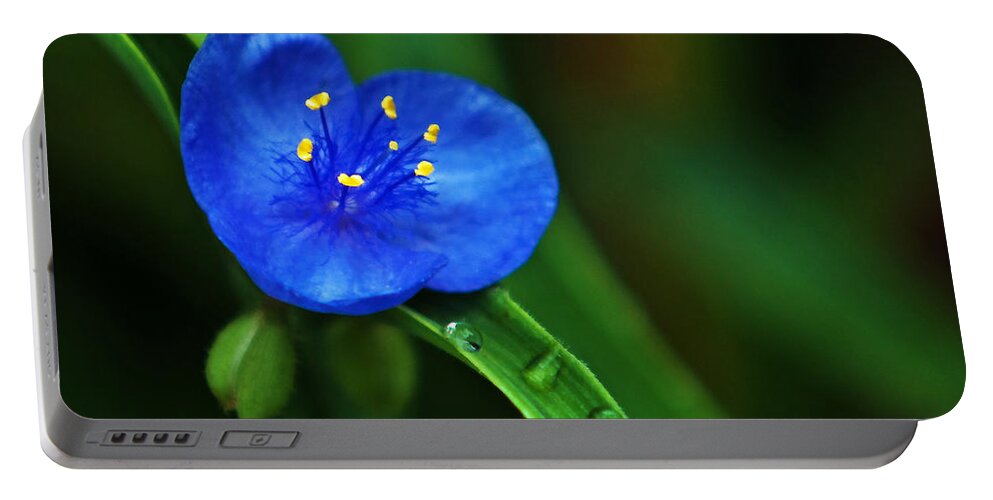 Flowers Portable Battery Charger featuring the photograph Yellow Blue And Raindrops by Ed Peterson