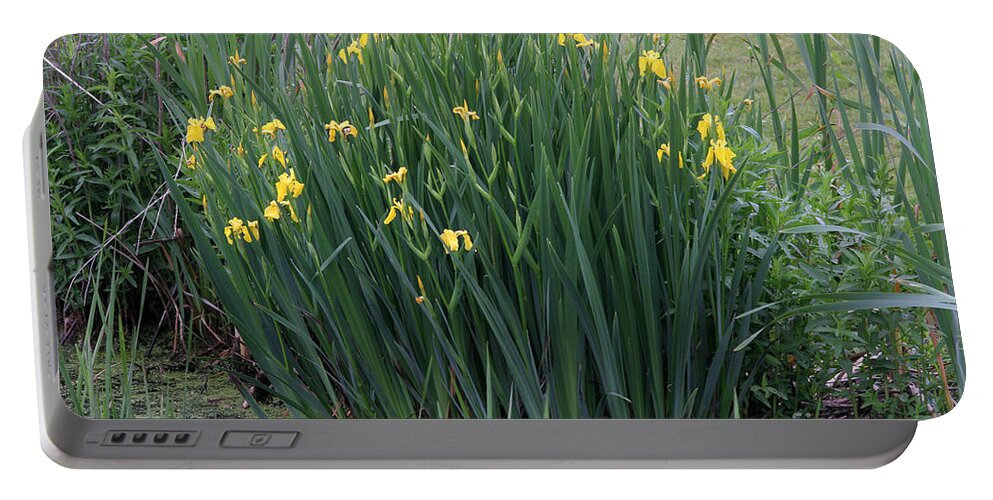 Plant Portable Battery Charger featuring the photograph Yellow Irises by Ted Kinsman