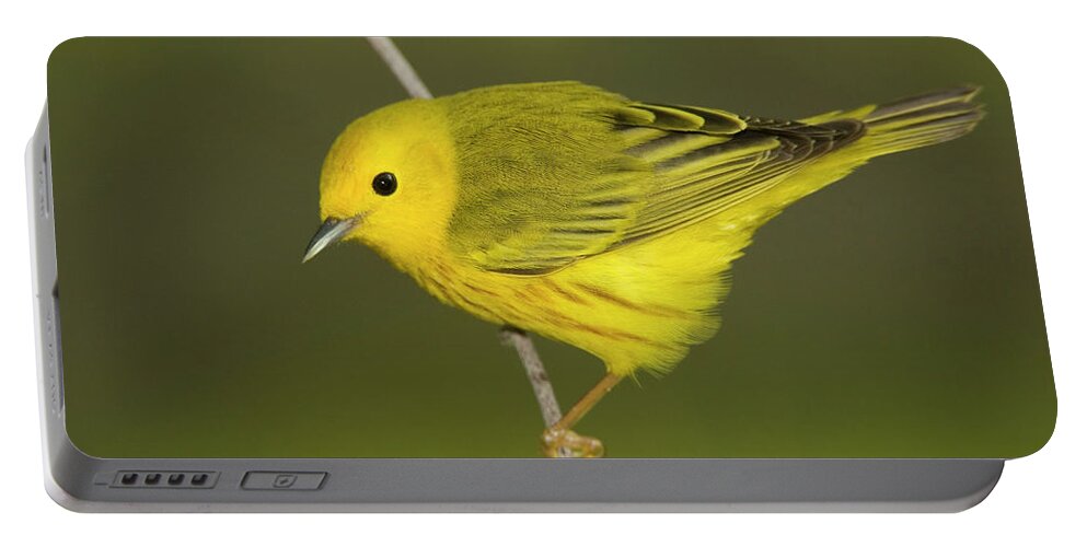 Mp Portable Battery Charger featuring the photograph Yellow Warbler Dendroica Petechia Male by Tom Vezo