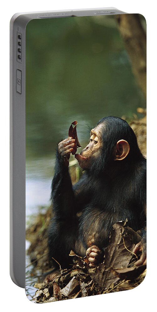 Mp Portable Battery Charger featuring the photograph Young Chimpanzee Using A Leaf to Drink by Cyril Ruoso