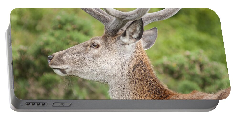 2011 Portable Battery Charger featuring the photograph Young red deer by Andrew Michael