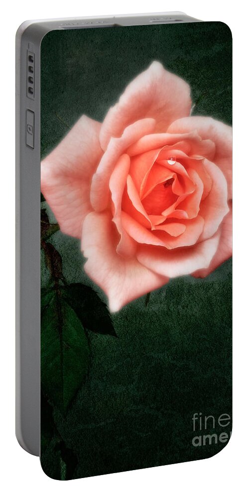 Floral Portable Battery Charger featuring the photograph Hybrid Tea Rose variety Congratulations by John Edwards