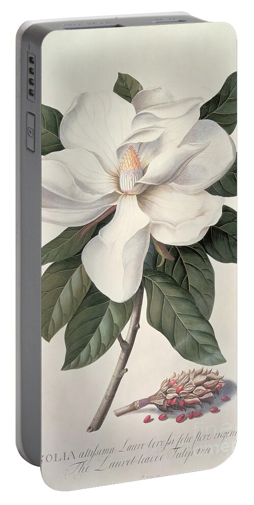 Plant Portable Battery Charger featuring the painting Magnolia by Georg Dionysius Ehret