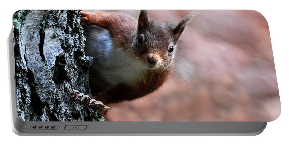  Red Squirrel Portable Battery Charger featuring the photograph Red Squirrel by Macrae Images