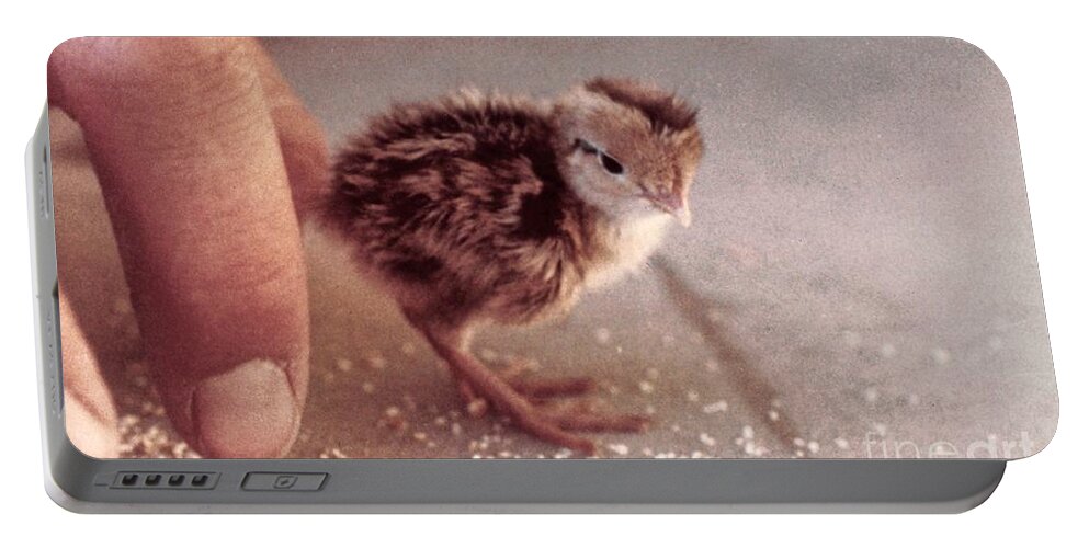 Chicks Portable Battery Charger featuring the photograph 02_contact With Nature by Christopher Plummer