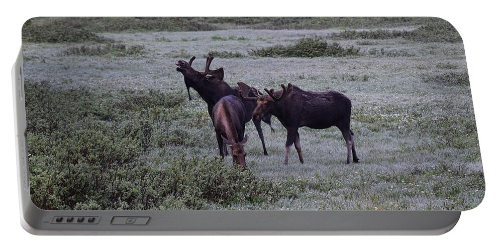 Moose Portable Battery Charger featuring the photograph Moose Cameron Pass CO #1 by Margarethe Binkley