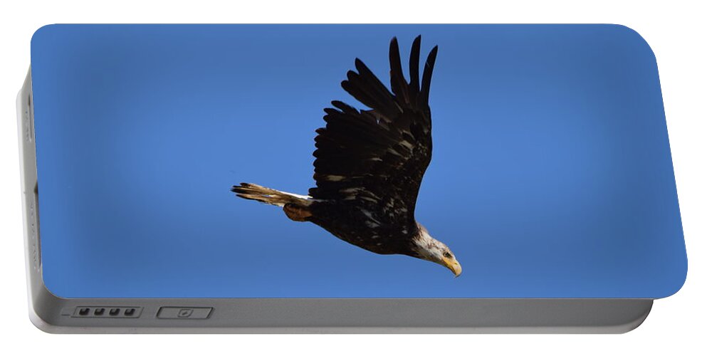 Bald Eagle Juvenile Portable Battery Charger featuring the photograph Bald Eagle Juvenile Burgess Res CO by Margarethe Binkley
