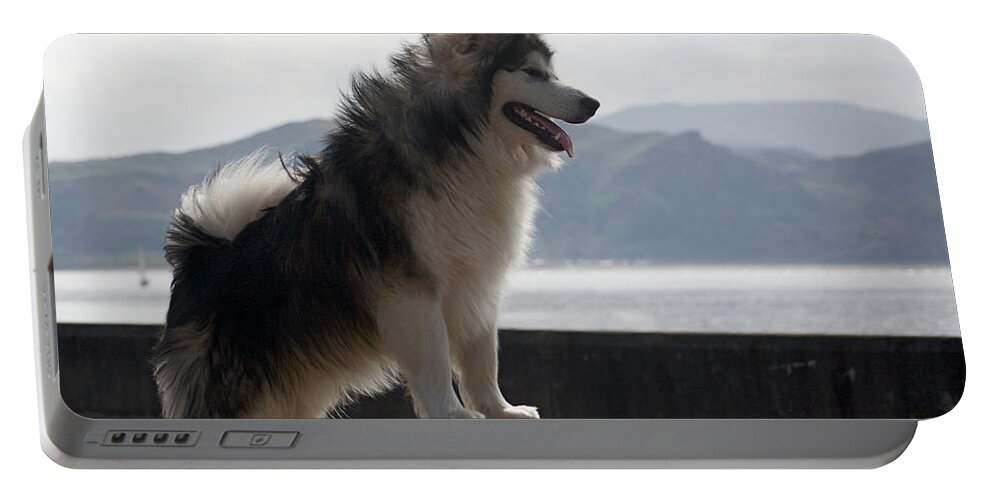  Portable Battery Charger featuring the photograph Alaskan Malamute. #1 by Christopher Rowlands